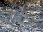 Desert cottontails survive by blending in with their background and having
large ears adapted to shedding heat to keep them cooler in Death Valley
National Park. (Photo by Vicki Wolfe)
